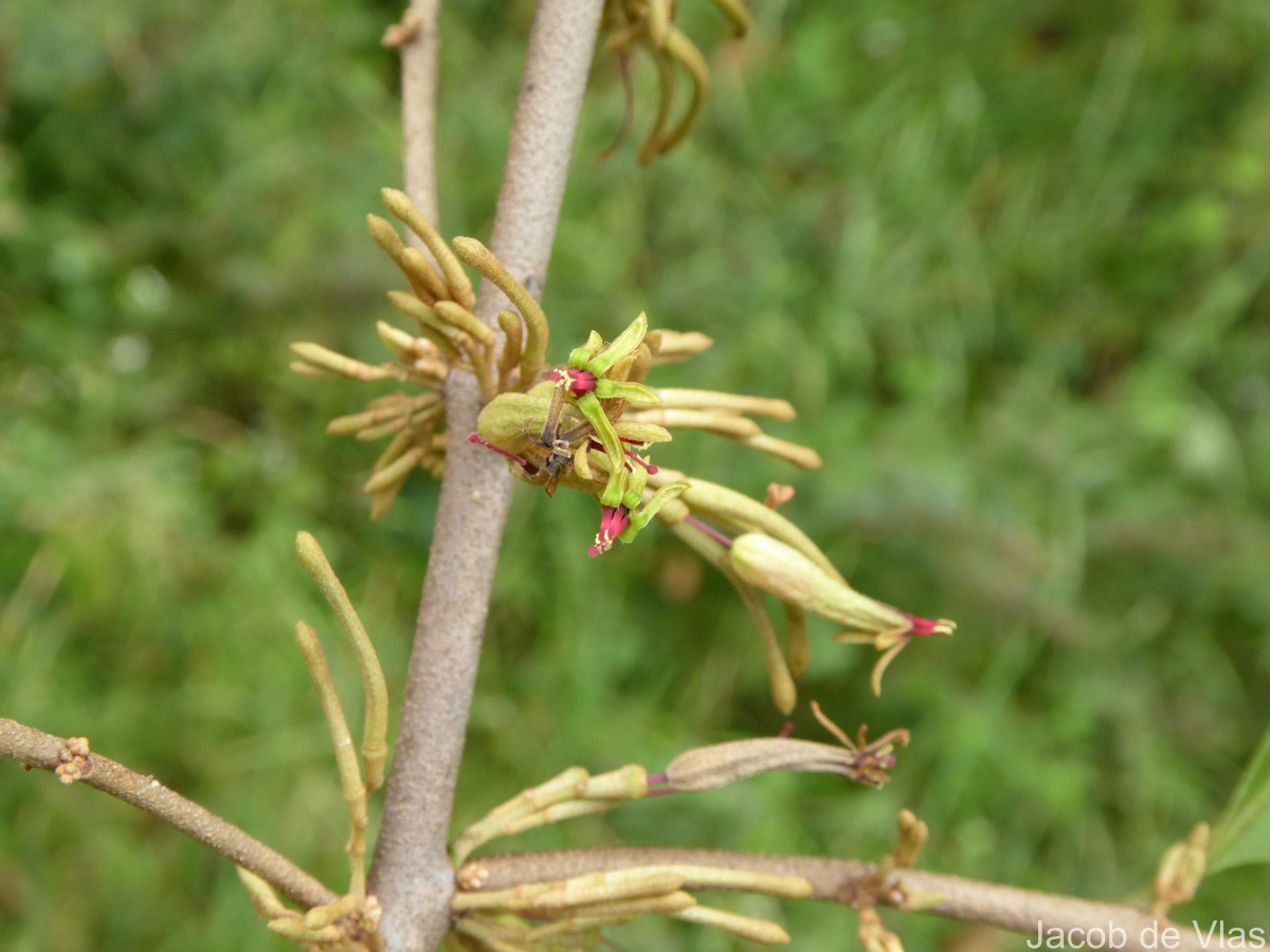 Scurrula parasitica L.